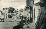 Verladen eines Zebras für Hagenbeck 
