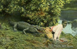Alligator Bait, Florida 
