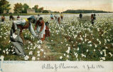 Picking Cotton 