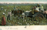 In the Cotton Field. 