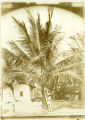 (Foto eines Mannes und eines Kindes unter einer Palme vor einem Haus) 