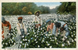 23. A Busy Day in the Cotton Field. 