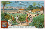 Liebig's Fleisch-Extract u. -Pepton - Cuba - Tabakplantage 