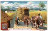 Liebig's Fleisch-Extract u. -Pepton - Cuba - Zuckerrohrplantage 