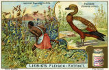 Liebig's Fleisch-Extract - Fuchsente (Casarca rutila) - Jagd durch Eingeborene in Afrika 