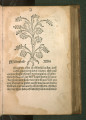 Herbarius [niederländ.]